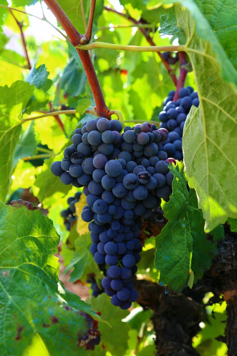 6 Unique Benefits of Grapes