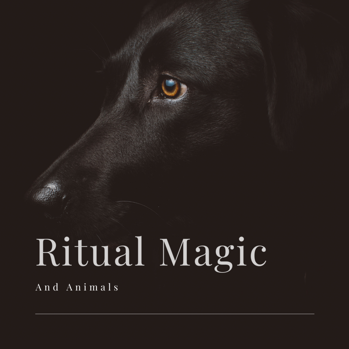 Magical Spells for Protecting and Connecting With Animals