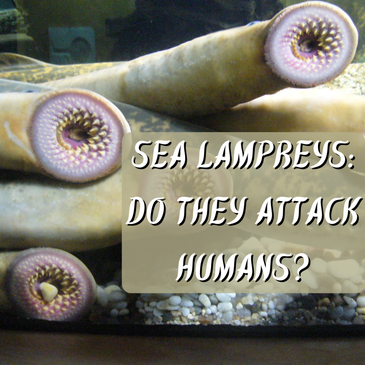 Do lampreys attack humans? Read on to find out this and much more about the lamprey, a strange and frightening "living fossil." 