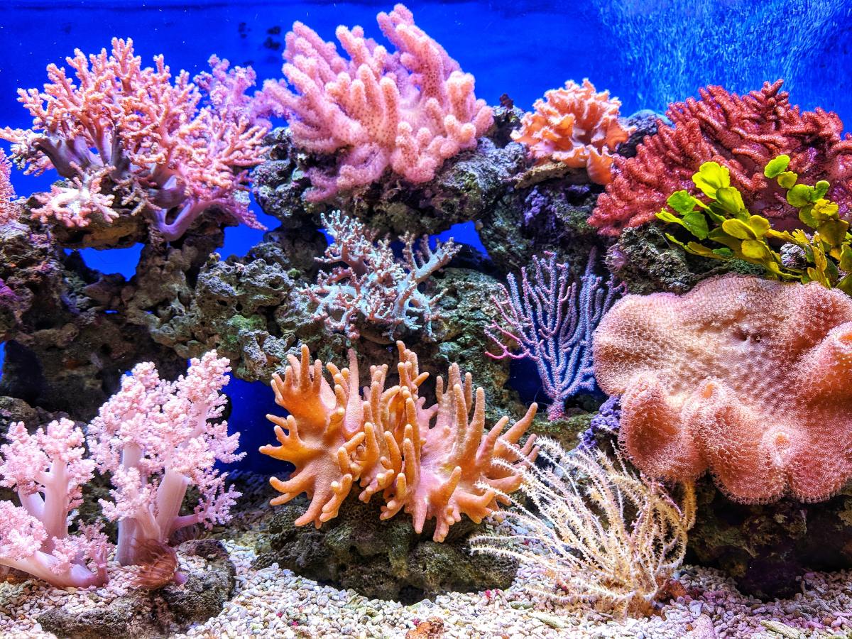 Coral Reefs: The Environment, Tourism, and the Economy