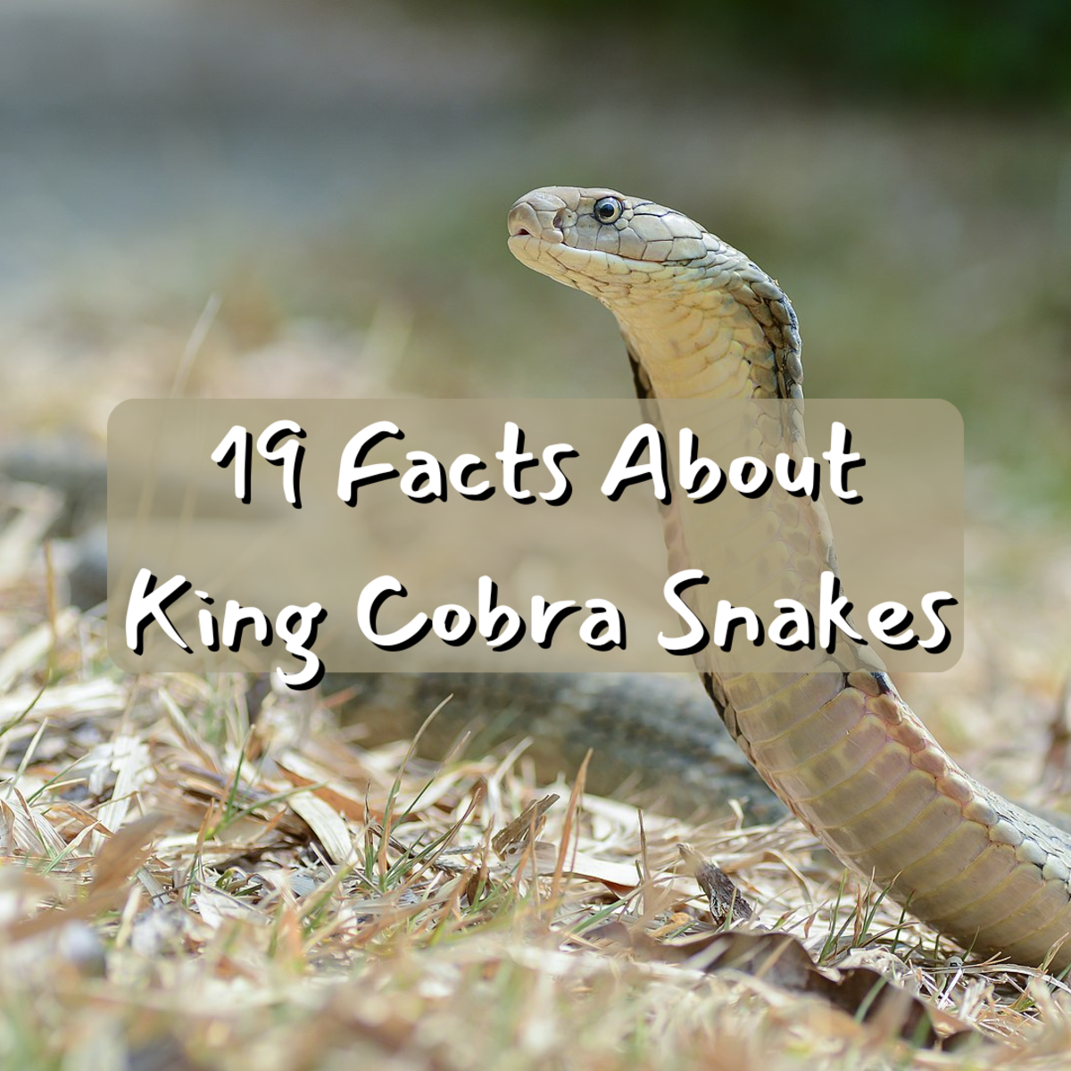 Read on to learn 19 incredible facts about the infamous King Cobra snake.