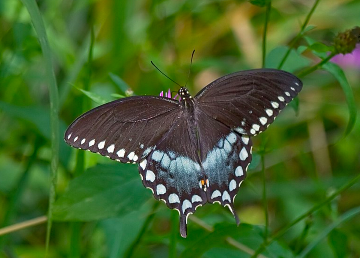 Spicebush swallowtail, Papilio troilus