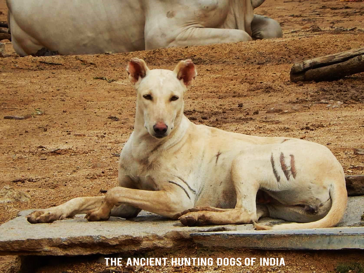 Pandikona, Hunting dog of India