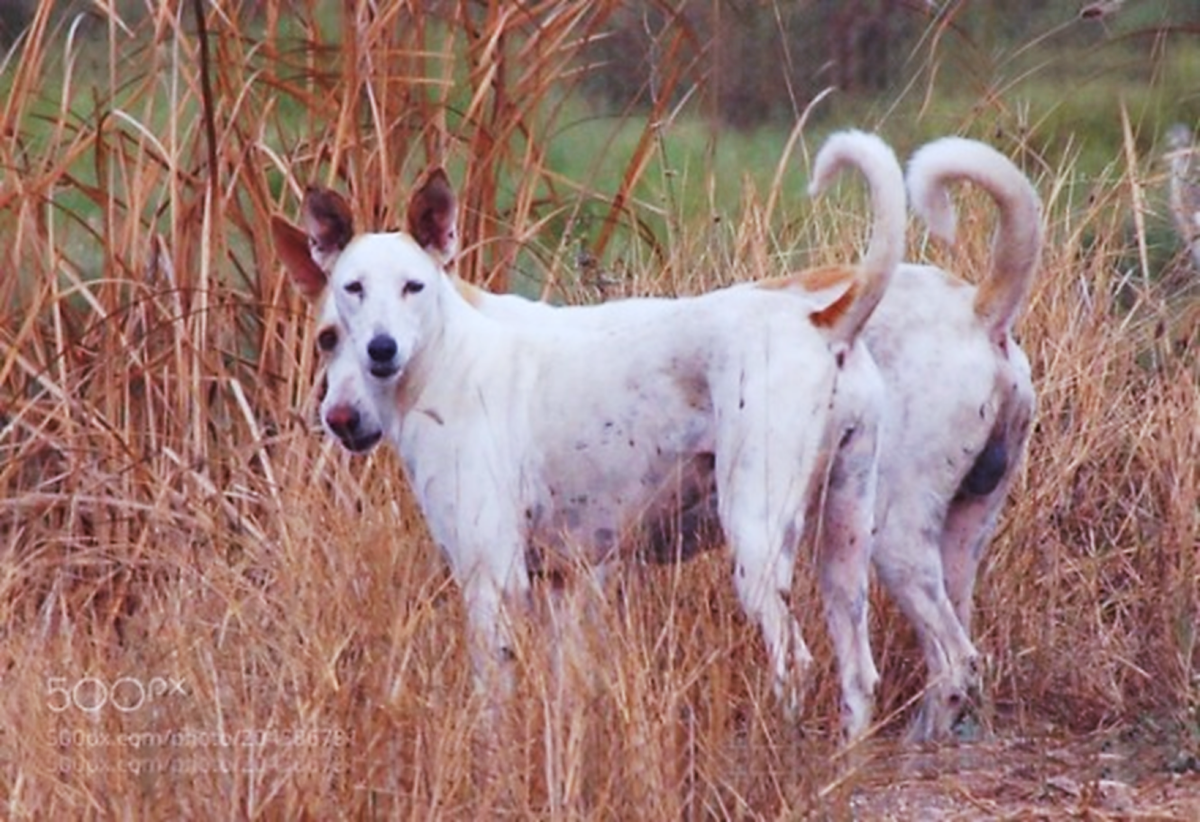 Pandikona (The Hunting Dogs of India) 