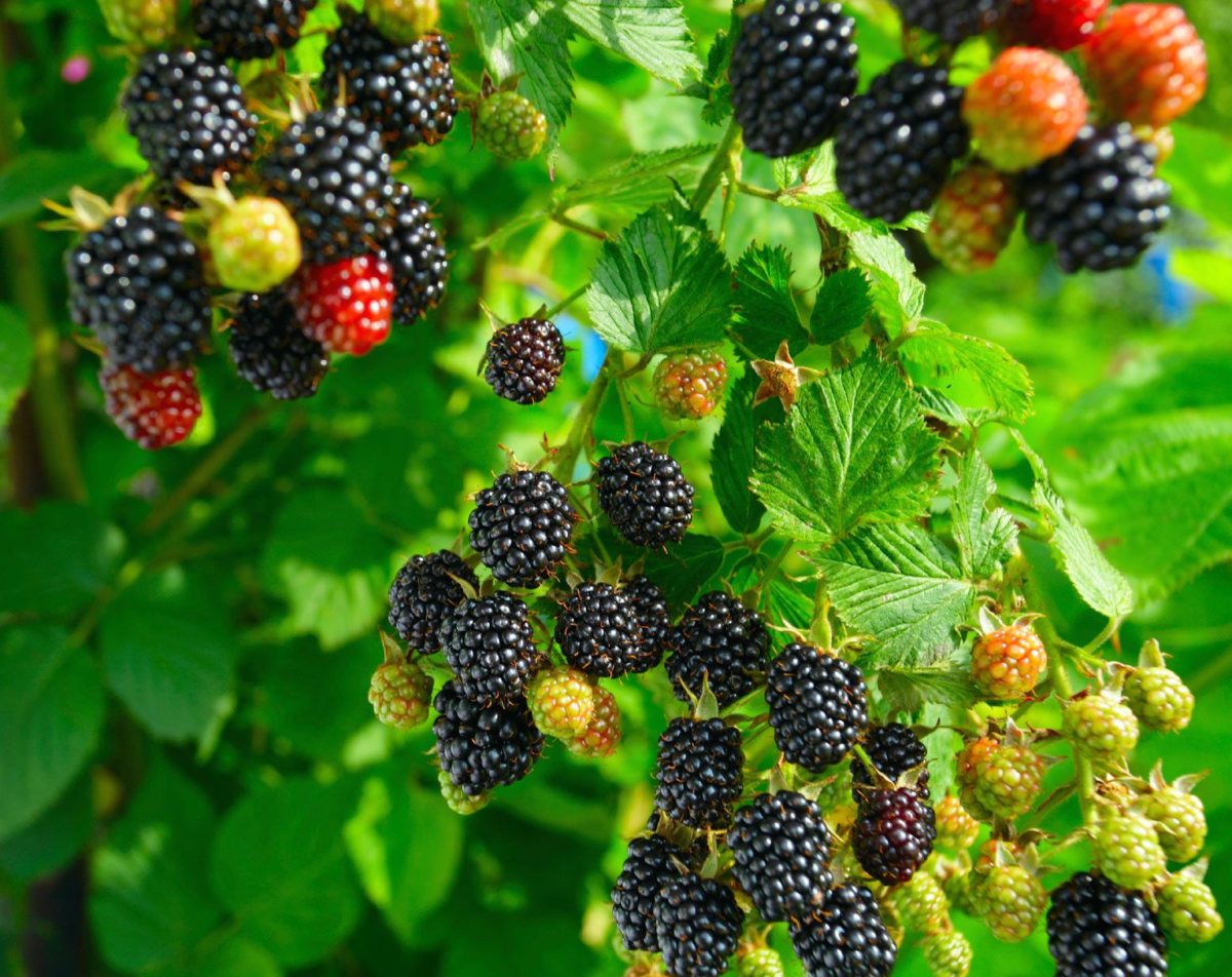 blackberry eating poem meaning