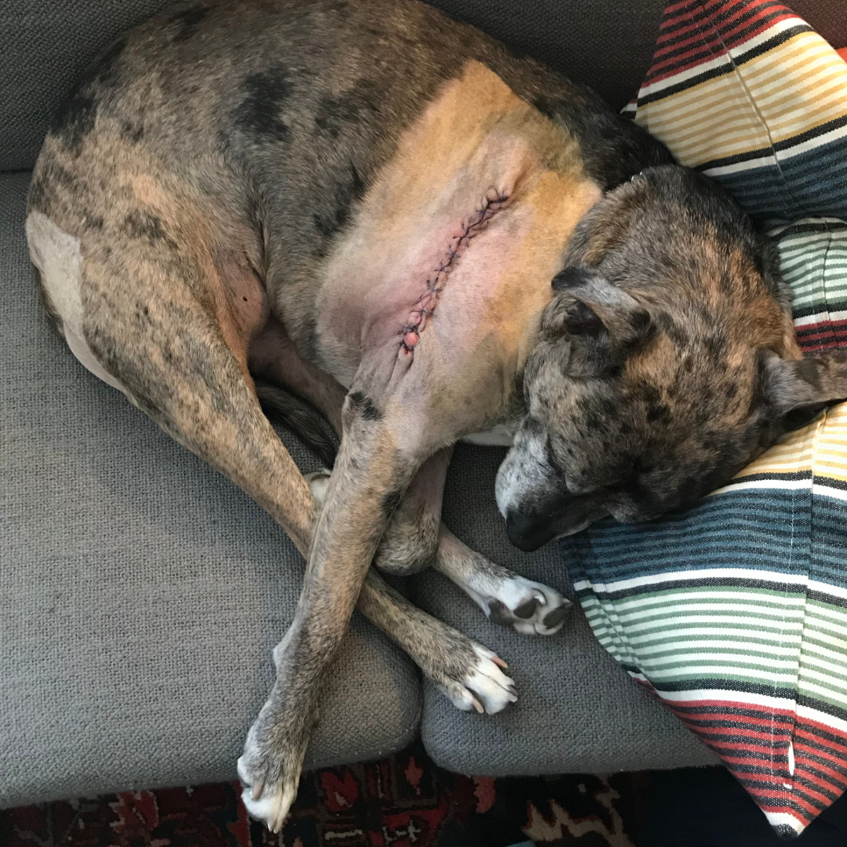 Stitches on dogs after major surgery