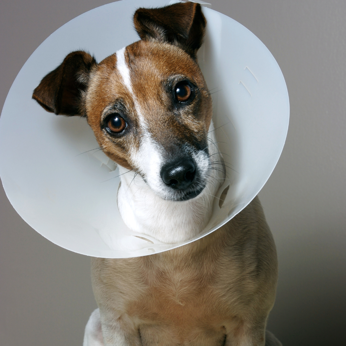 The Elizabethan collar, AKA "cone of shame" can help prevent trouble to your dog's stitches