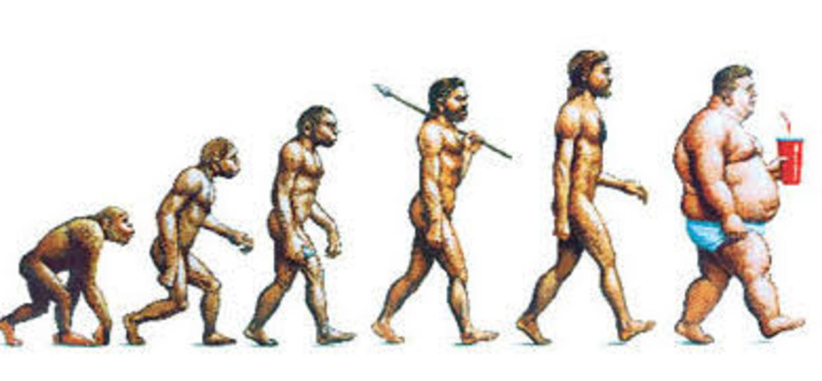 How did humans evolved 