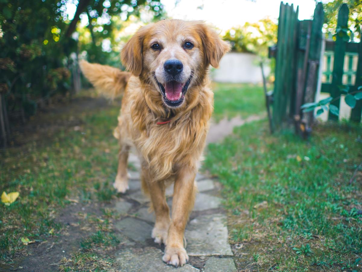 The Golden Retriever is one of the world's most popular breeds for a reason!