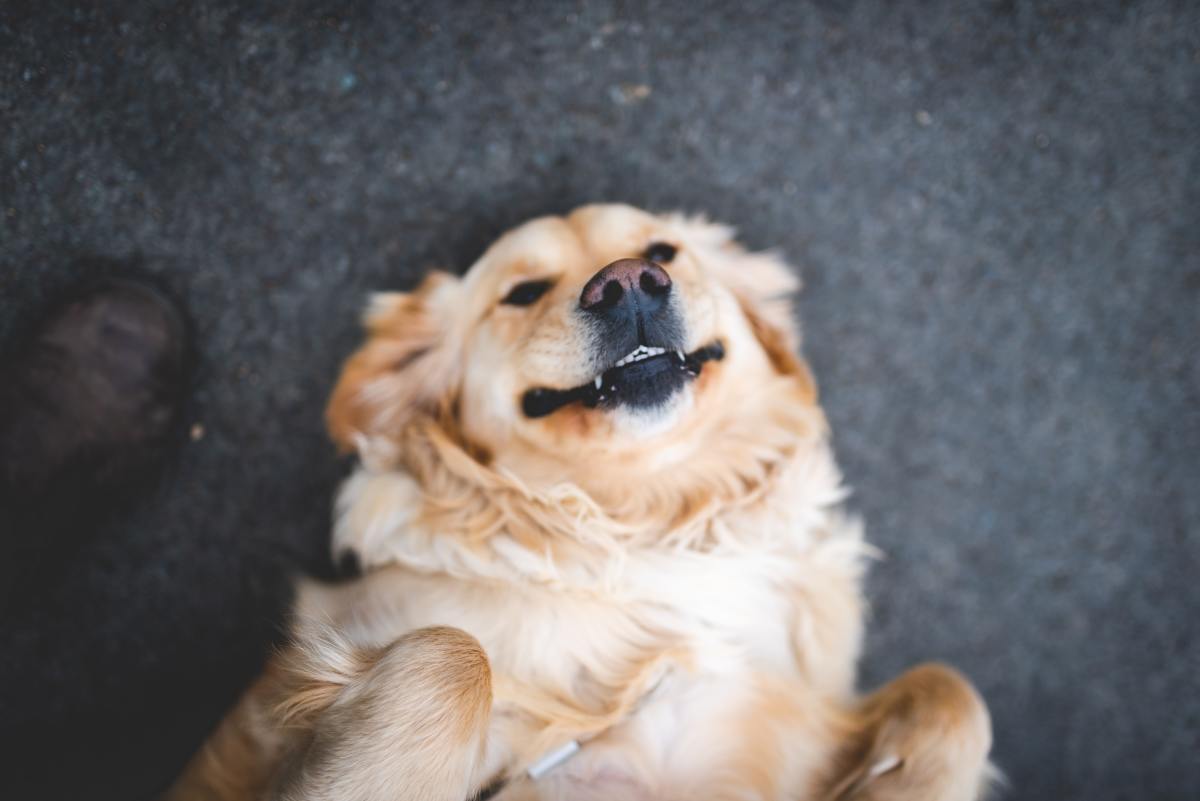 Don't let that goofy face fool you! Golden Retrievers are incredibly smart dogs. 