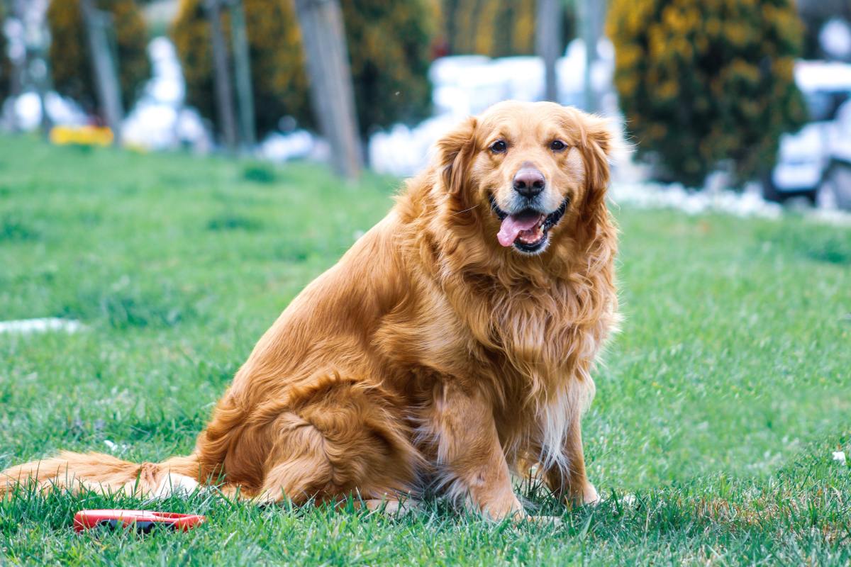 are male or female golden retrievers more affectionate