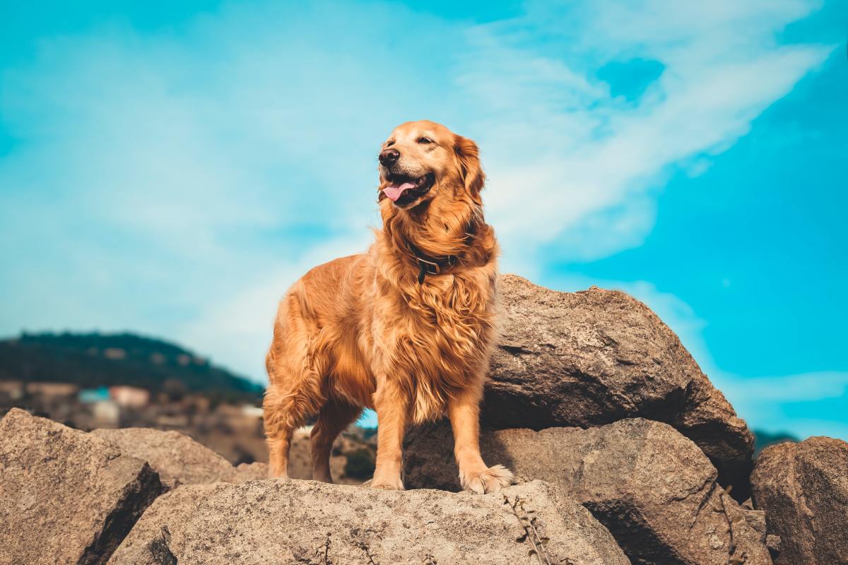 First time golden retriever hot sale owner