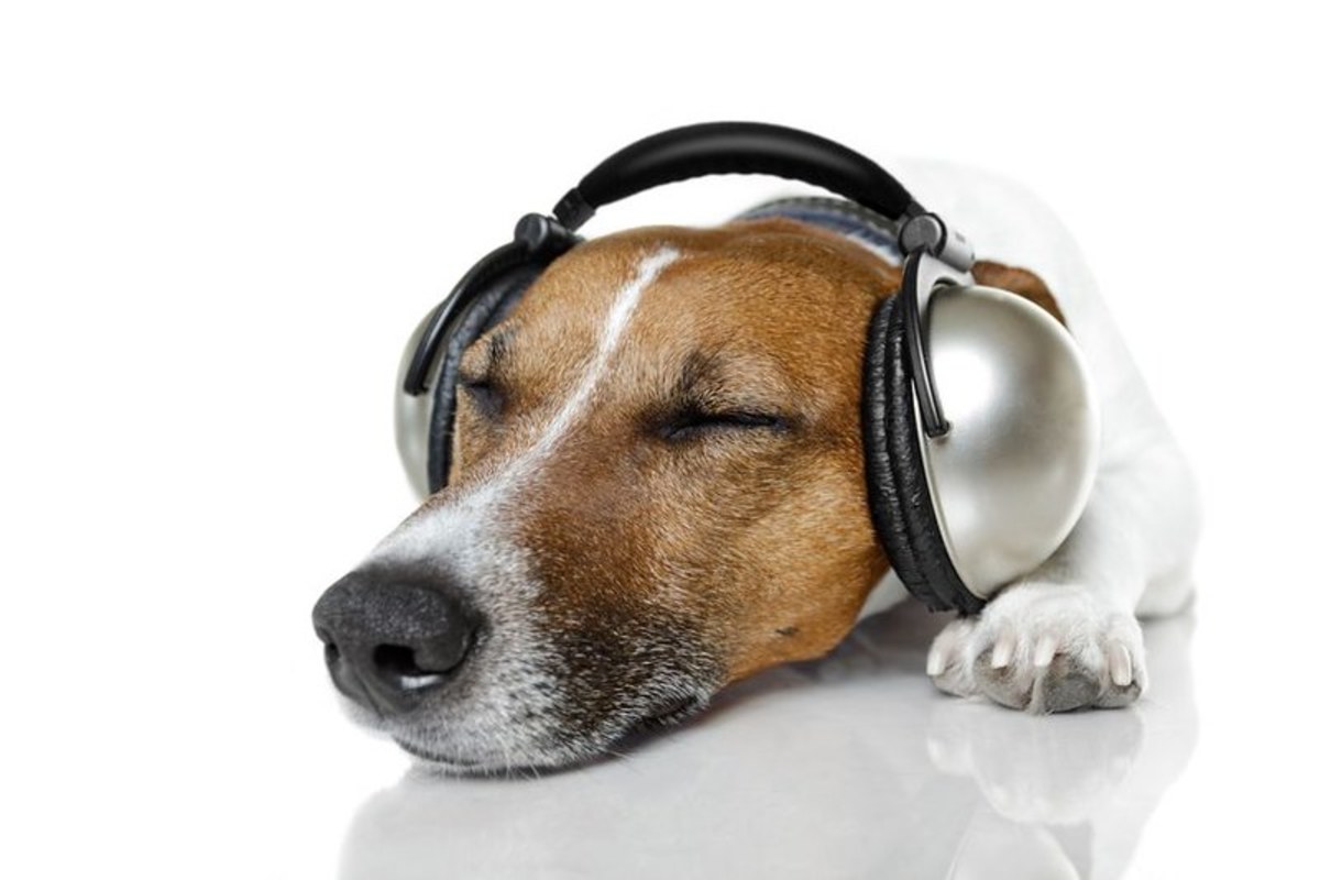 Some dogs respond well to music when stressed.