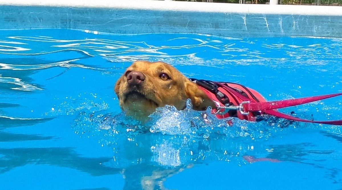 Swimming is a form of exercise beneficial to dogs suffering from anxiety.