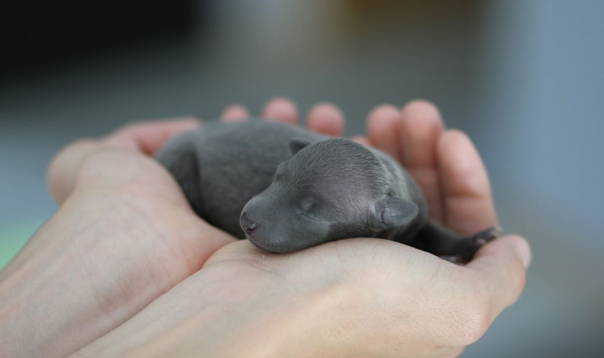 Puppies should be weighed with a baby scale to keep track of their growth.