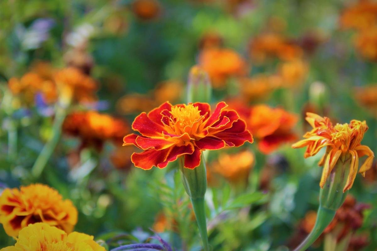 The Benefits of Marigold Tagetes in Your Garden - Dengarden