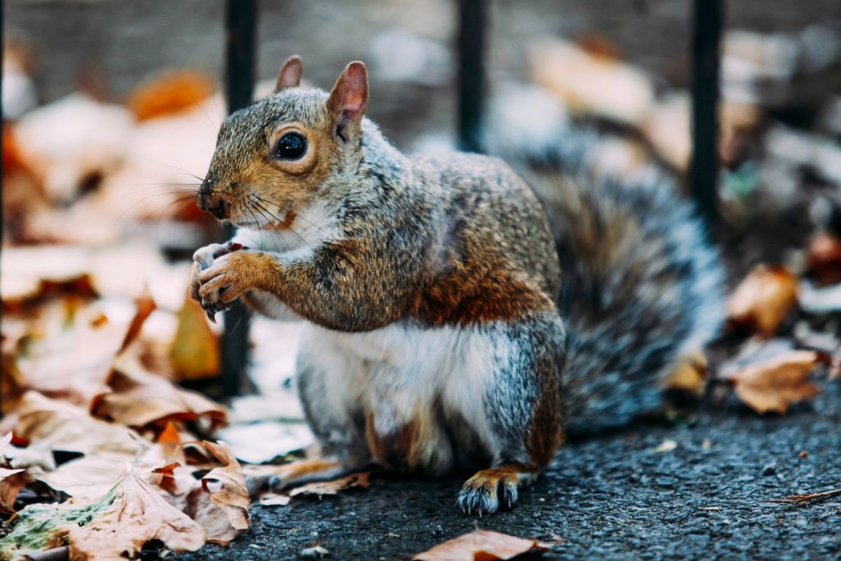 how-long-can-squirrels-go-without-food
