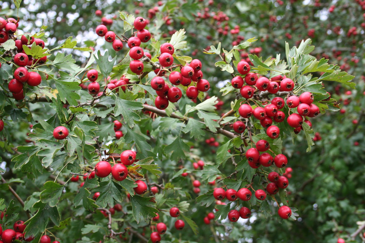 Foraging for Wild Food - Natures Secret Larder - HubPages