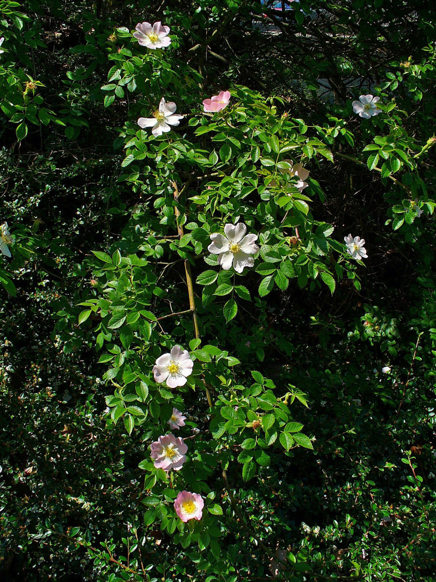 Rosa canina in flower.