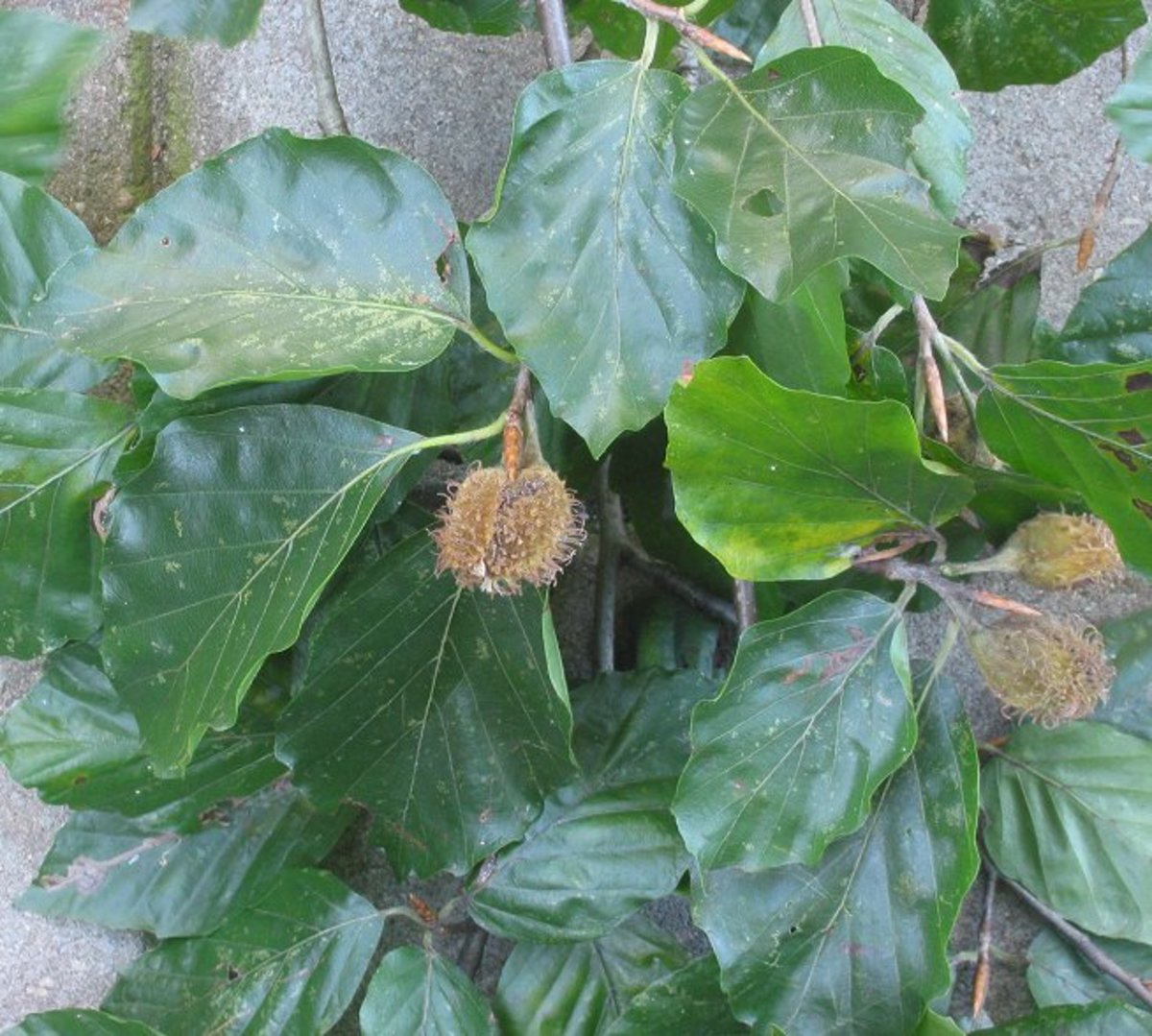 Beech leaves and nut shells.