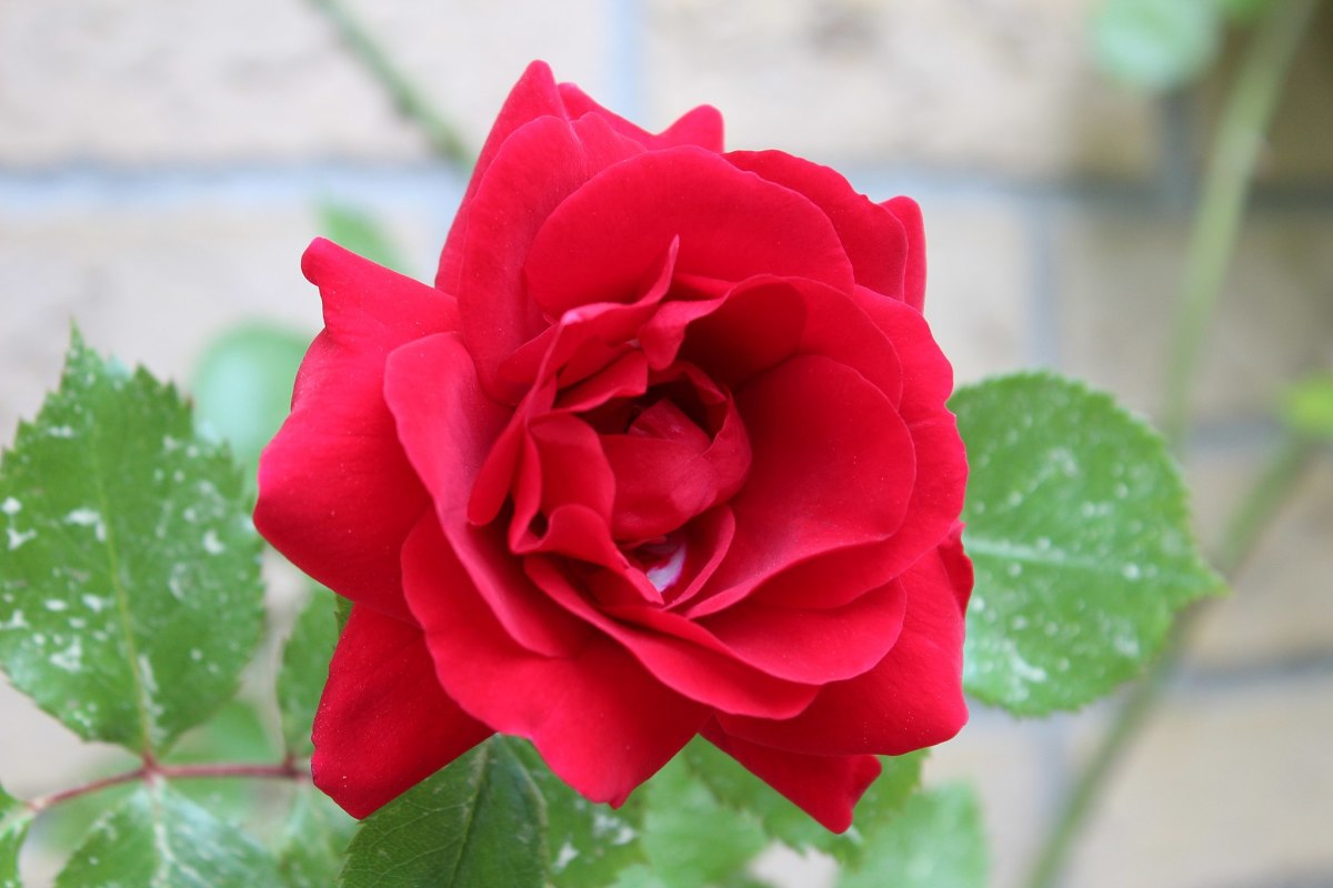 Love is often symbolized by a red rose.