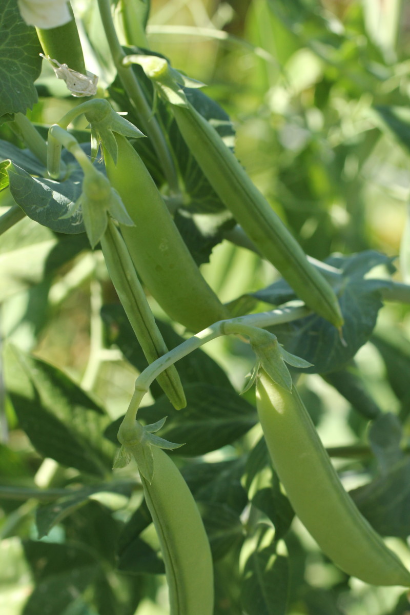 5 Best Ways How to Grow Peas Without a Trellis