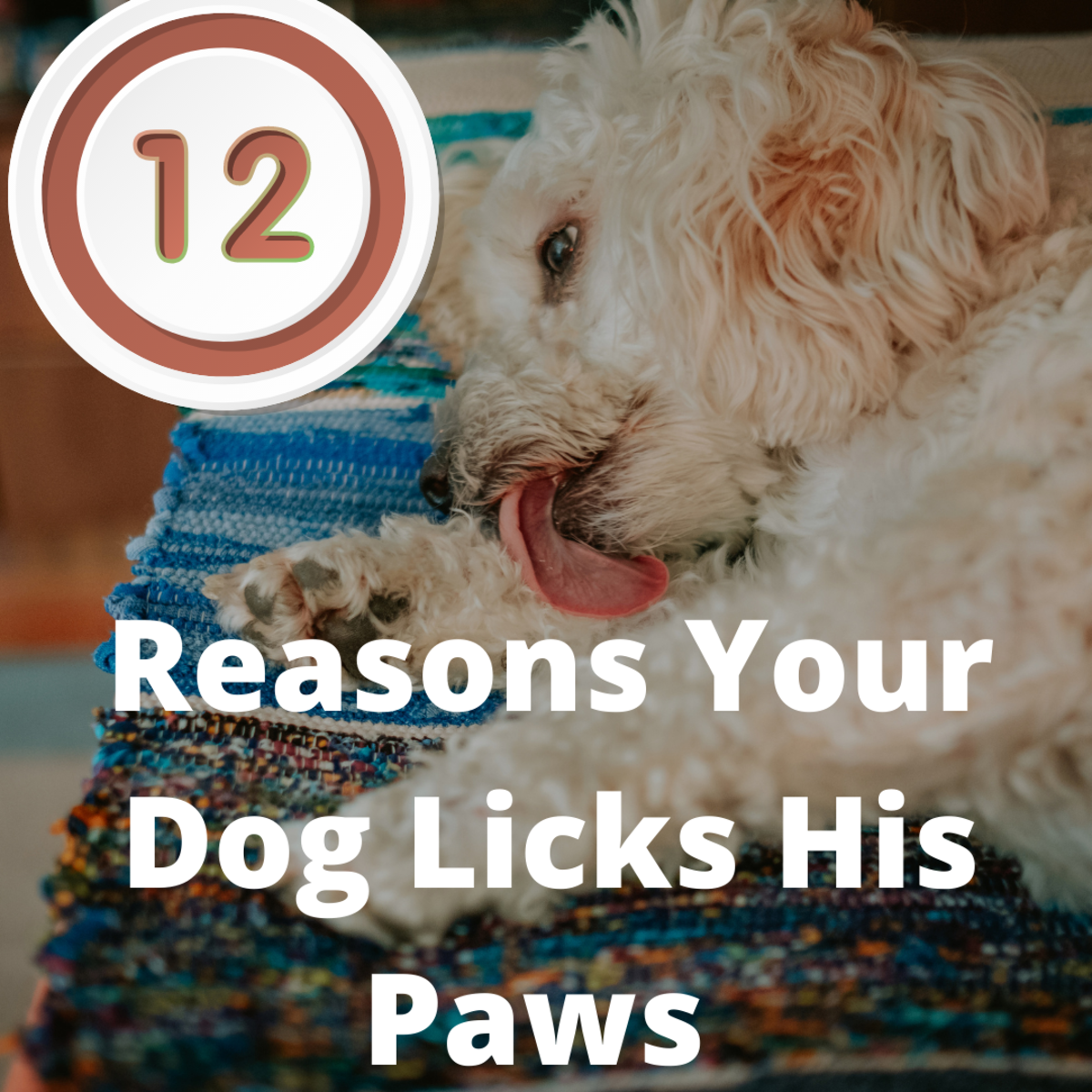 12 Reasons Why Dogs Lick Their Paws Constantly And Excessively 