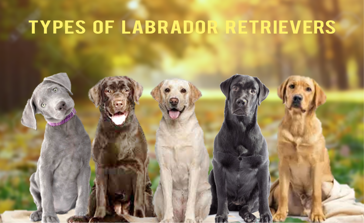 Types of Labrador Retriever