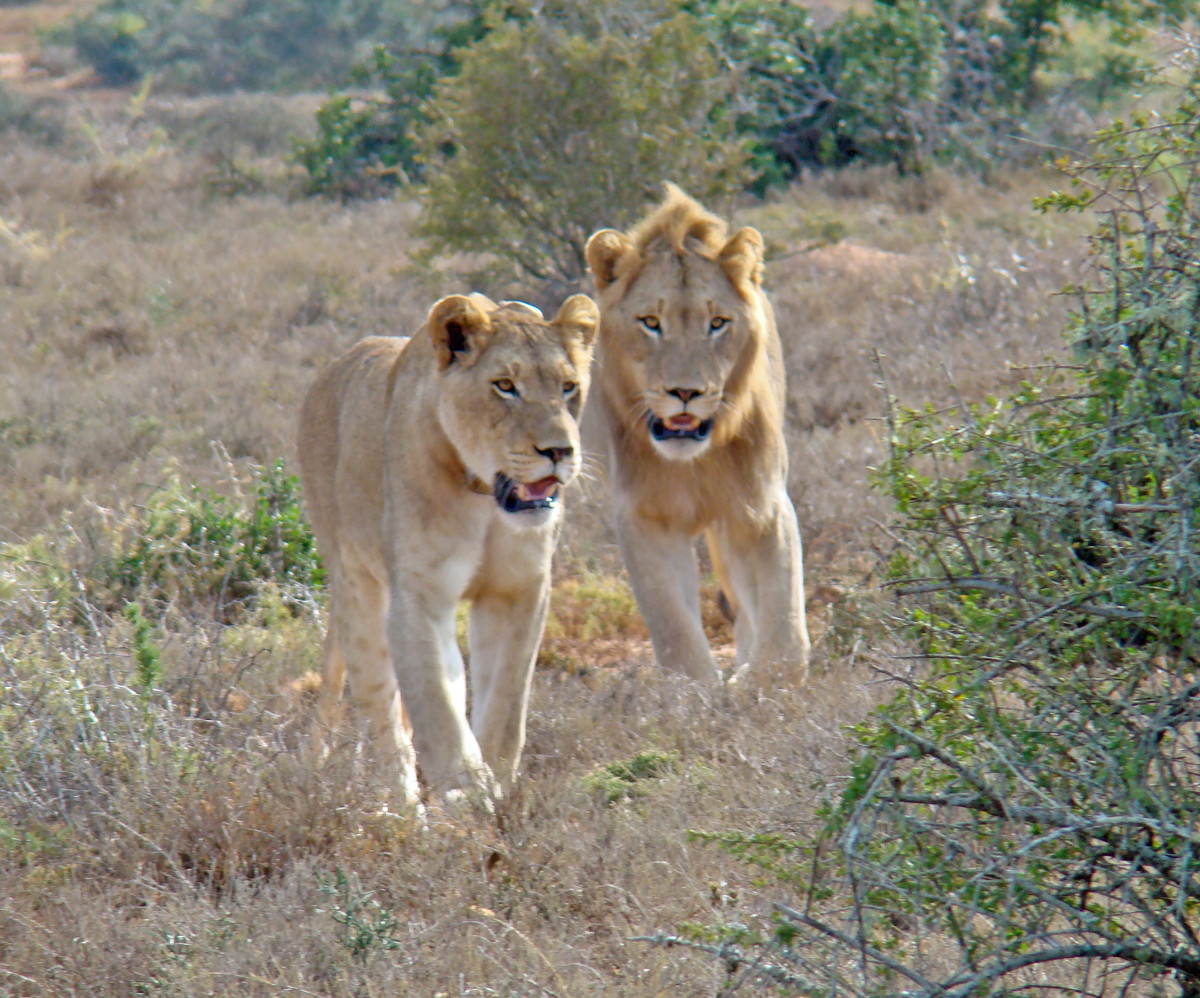 Pair of Lions at Addo Elephant Park