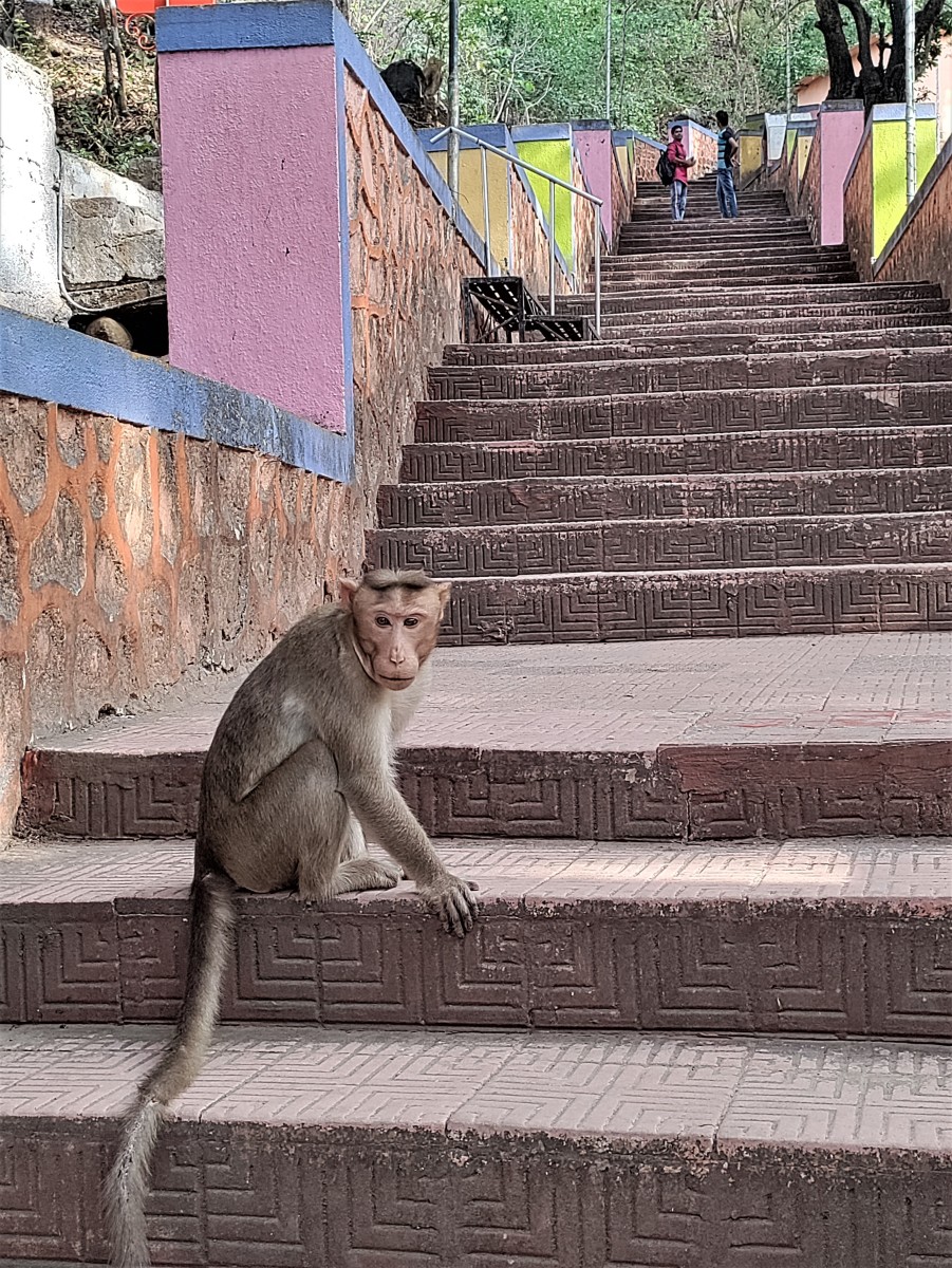 Monkey on the way to Jagmata temple; Tungareshwar