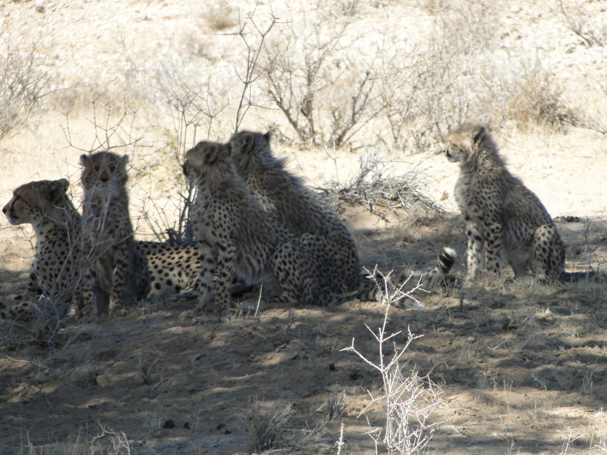 Cheetahs sometimes live in a group