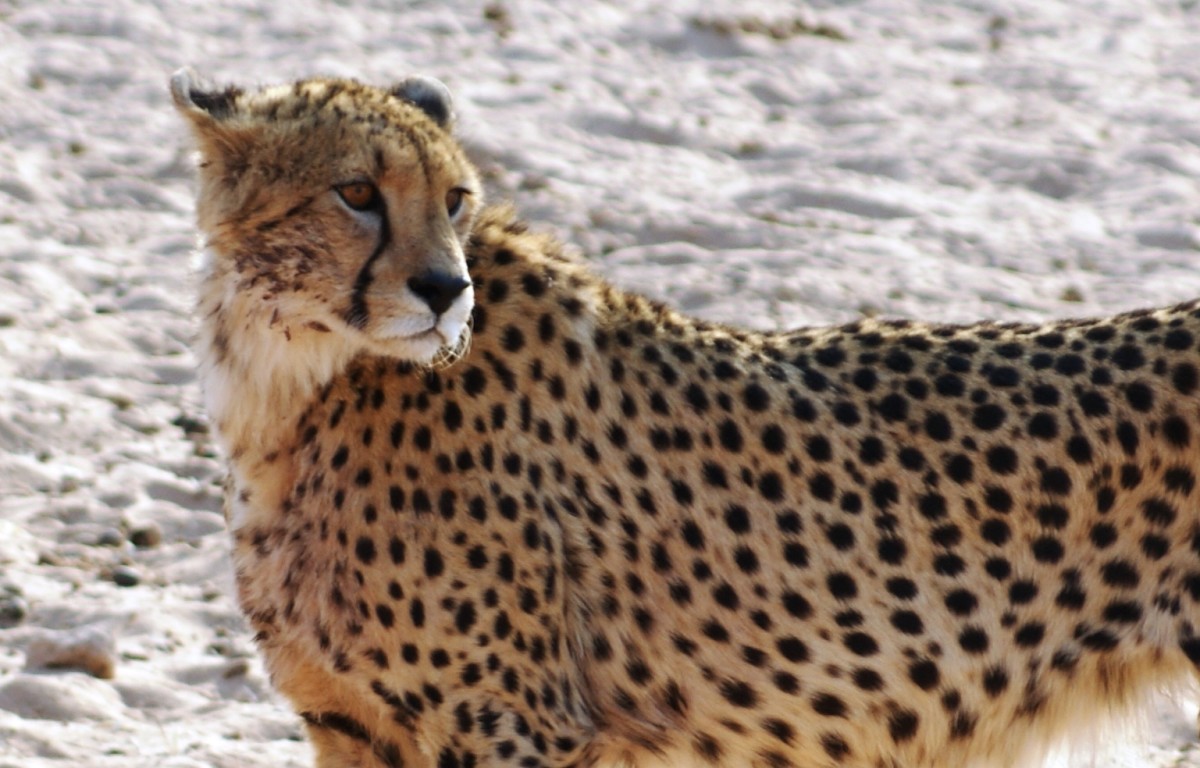 Every Cheetah has a unique pattern