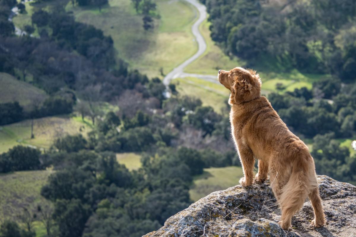 Equal parts majestic, goofy, and loving, the Golden Retriever will likely remain one of the world's most popular pets. 