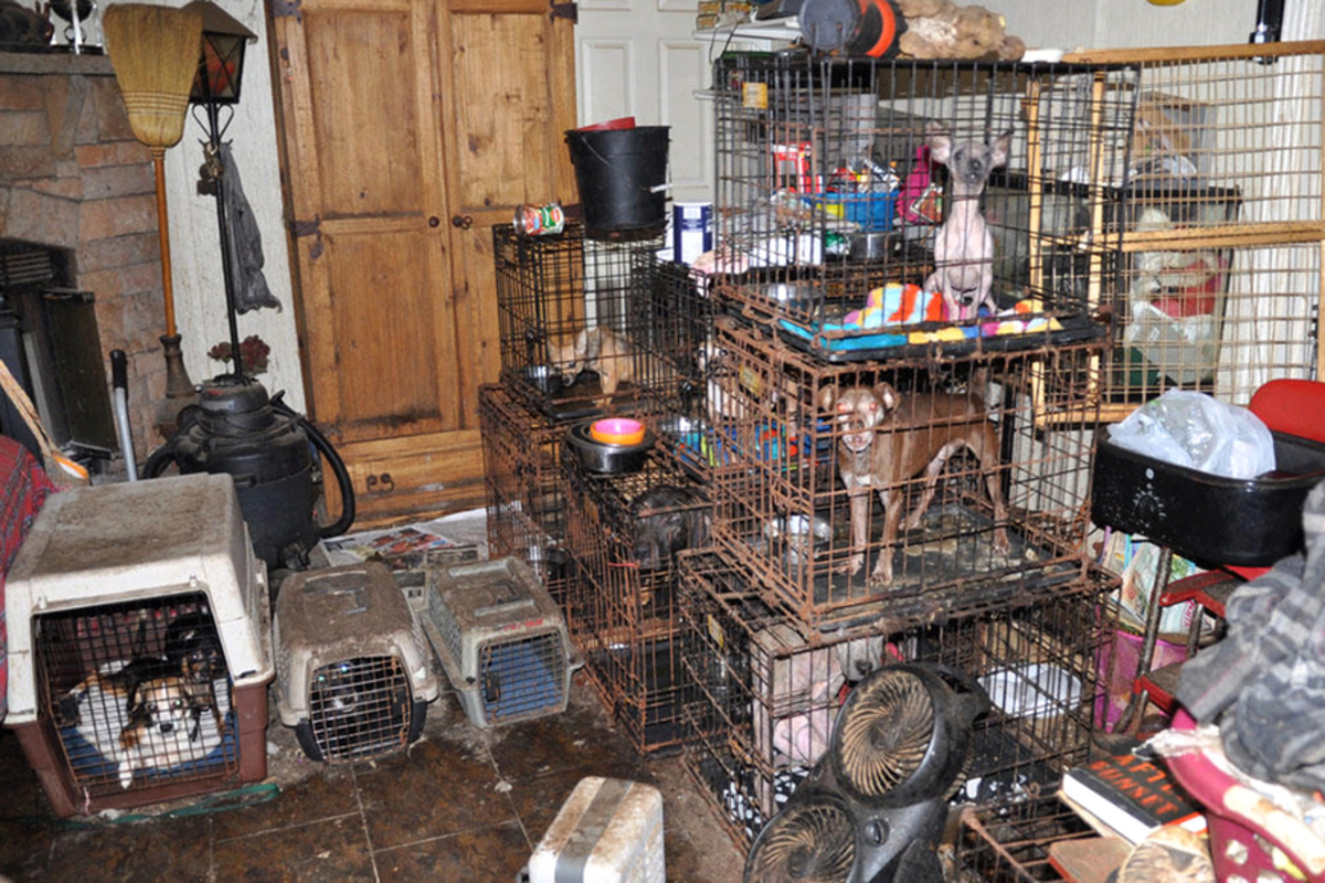 animal-hoarding-when-someones-love-for-animals-becomes-an-unhealthy-addiction