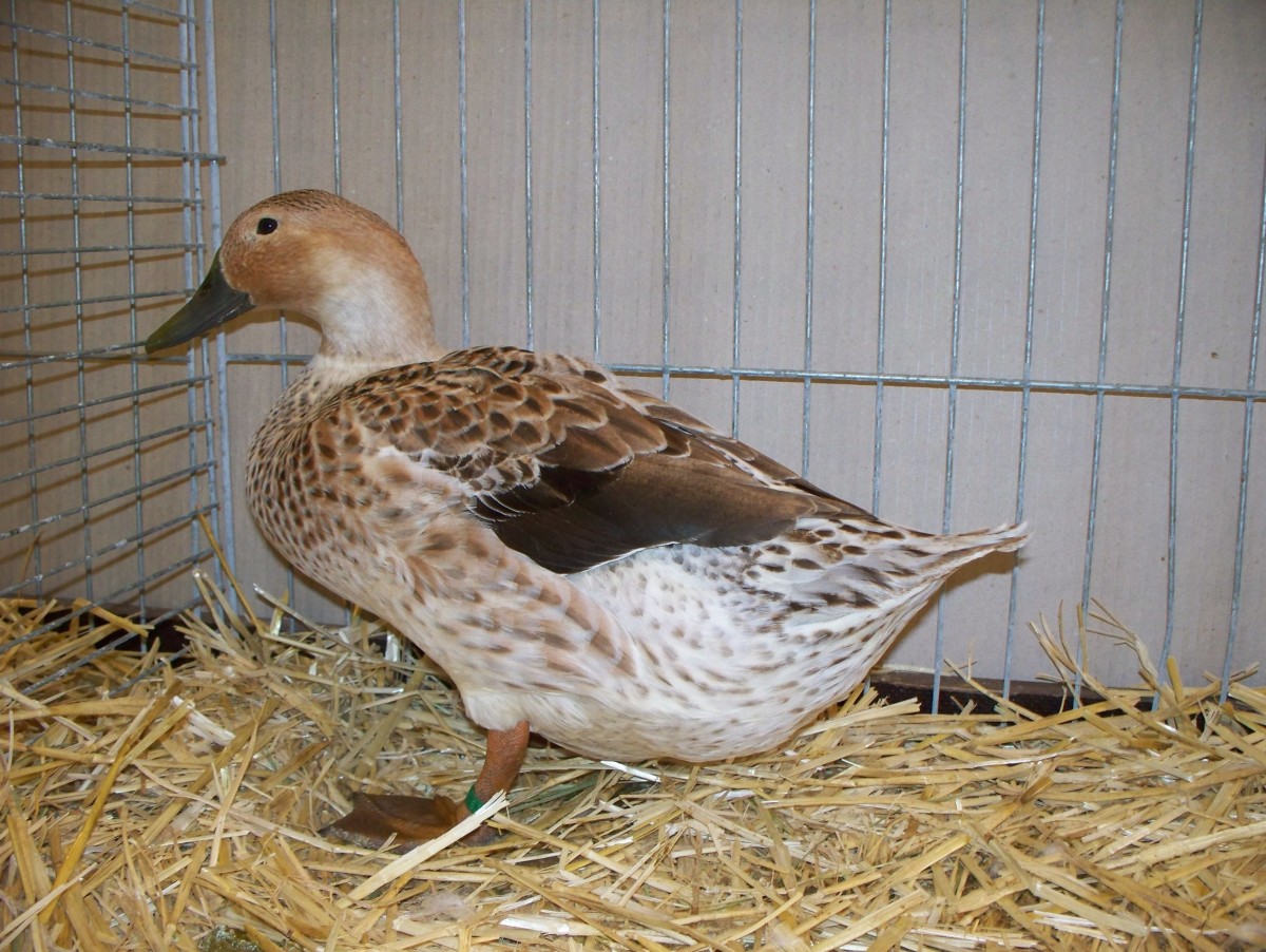 A female welsh harlequin duck.