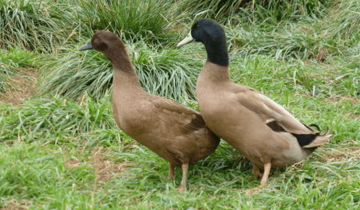 A pair of khaki campbell ducks.