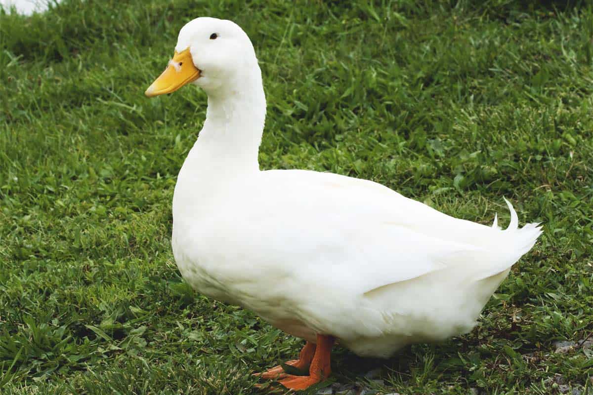 Best Pet Ducks For Beginners
