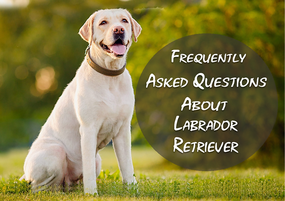 About Labrador Retriever
