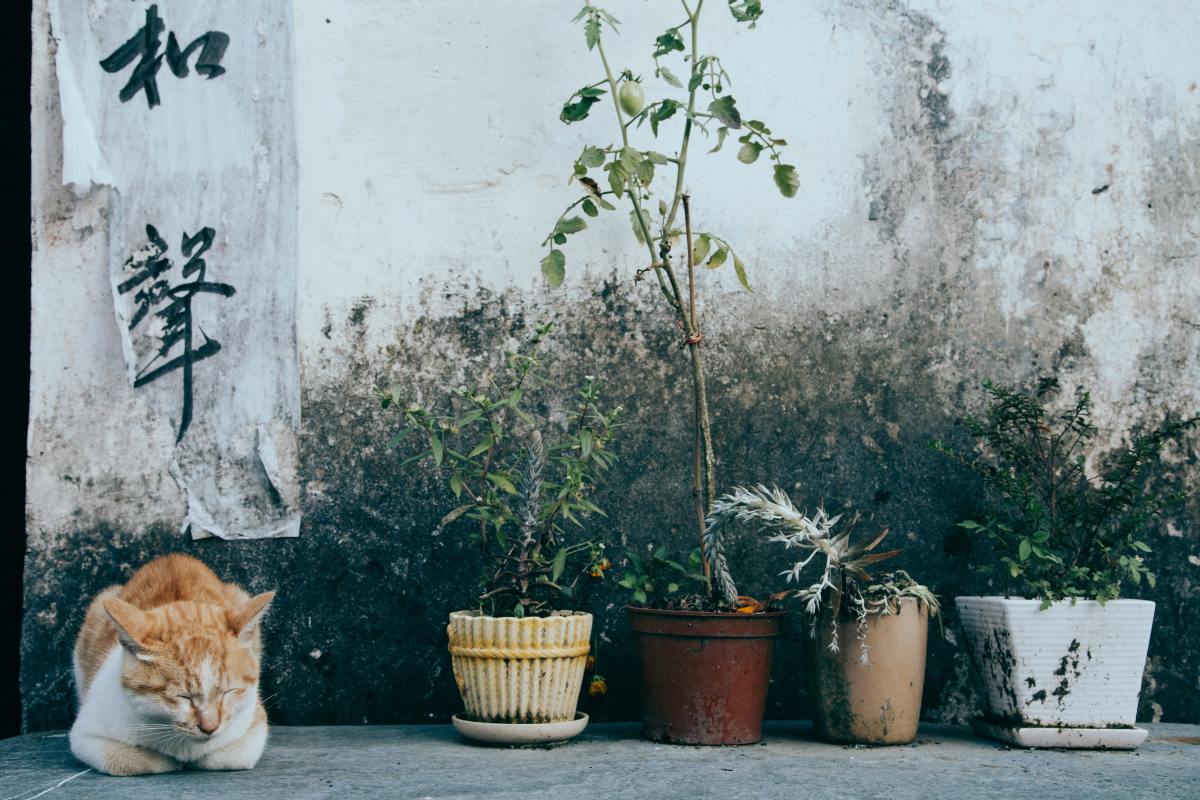 learn-how-to-keep-animals-damaging-our-plants