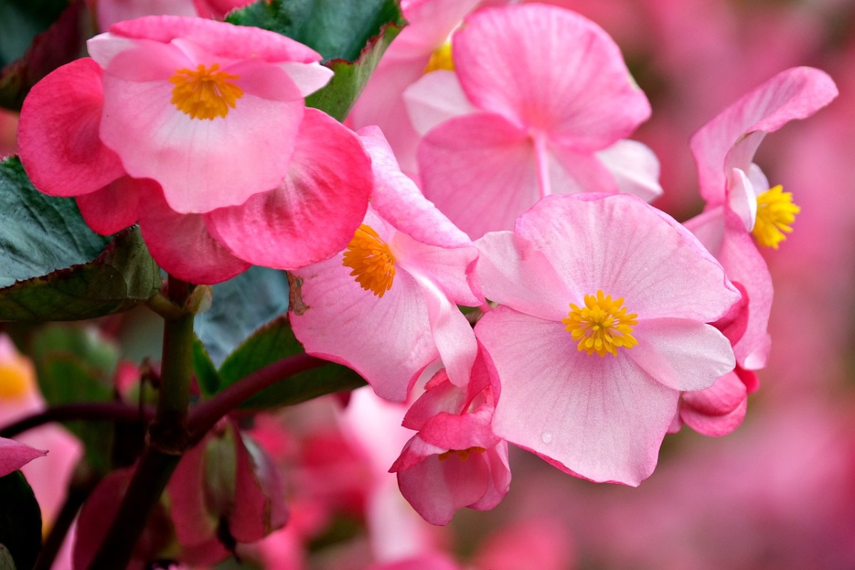 How to Grow Begonias From Cuttings