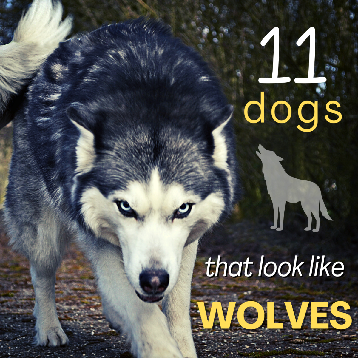 11 Dogs That Look Like Wolves