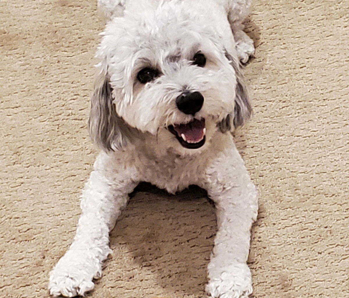 Pros and Cons of Owning a Maltipoo (Maltese Poodle)
