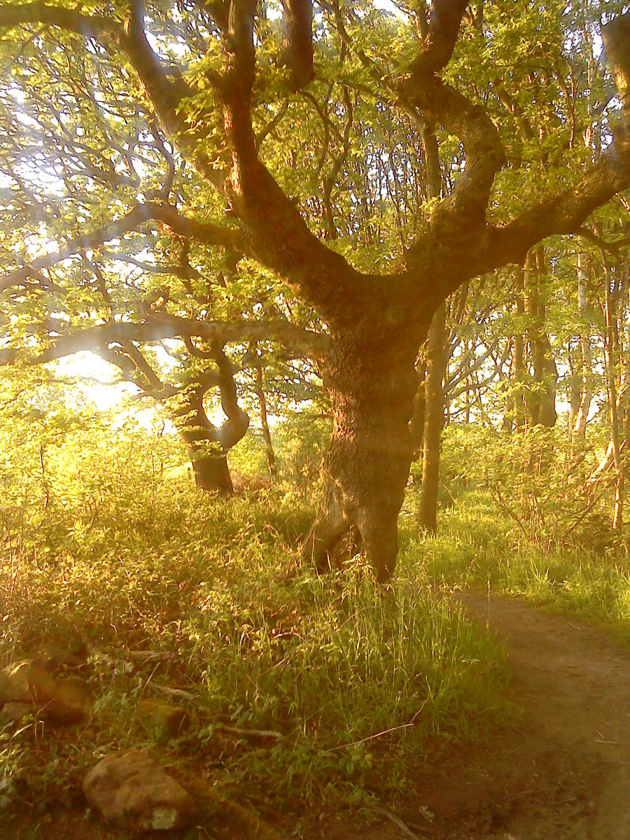 Oak, near Apley Head, Sherwood Forest, Nottinghamshire, UK