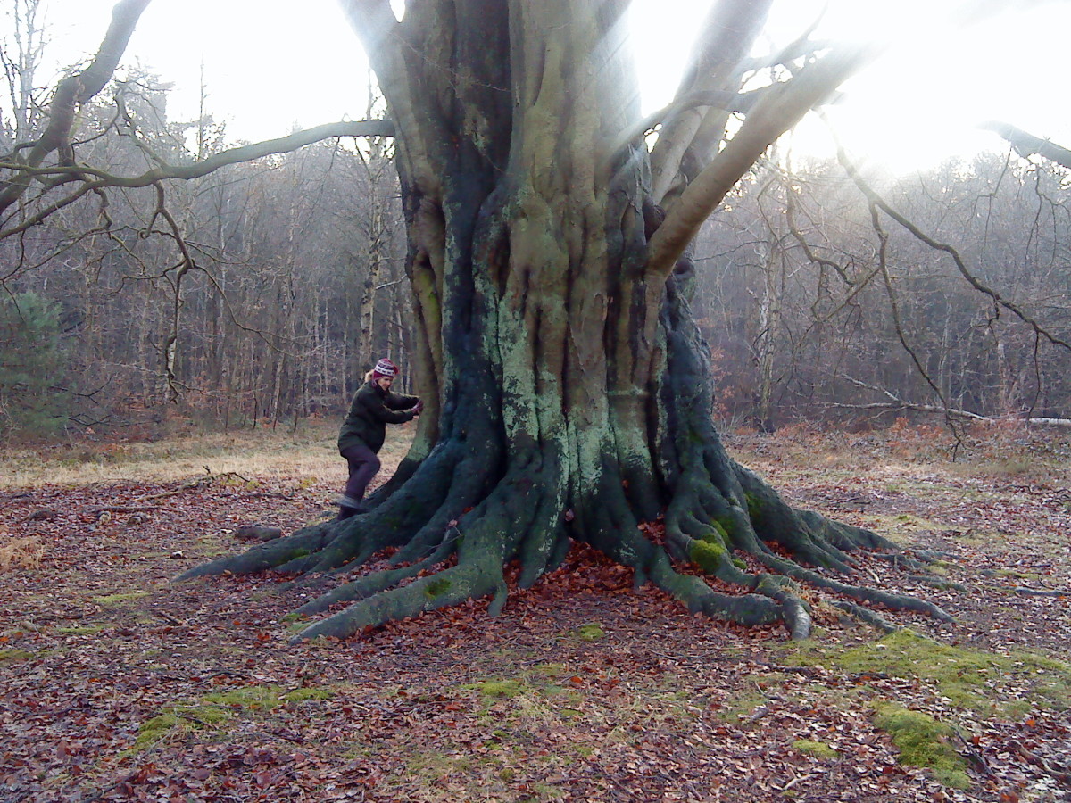 Ancient beech, Sherwood Forest, Nottinghamshire, UK