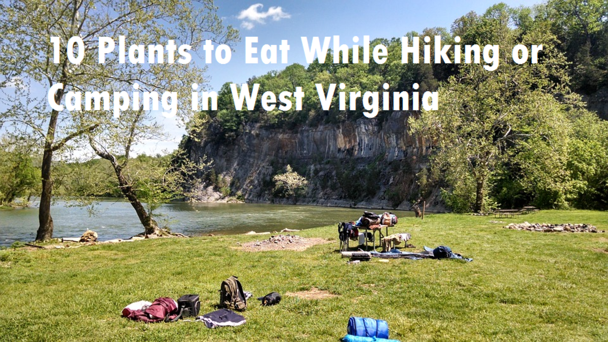 10 Plants to Eat While Hiking or Camping in West Virginia