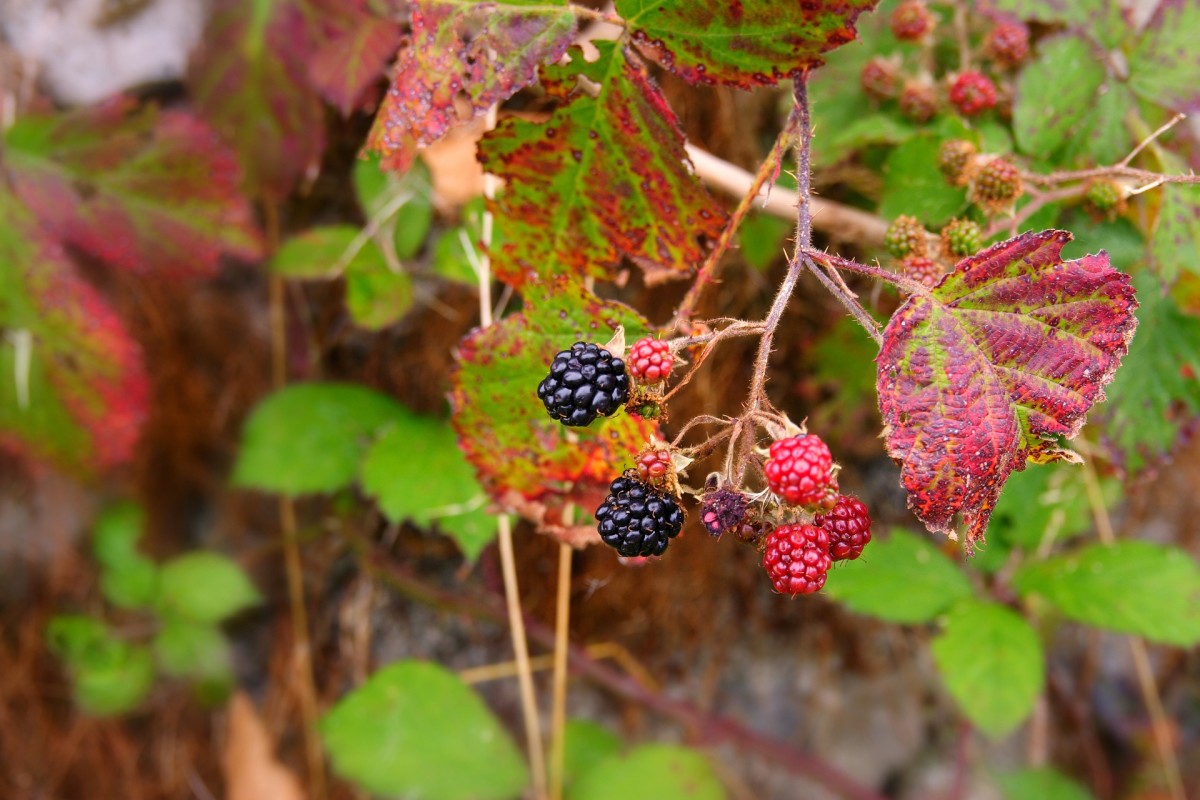 10-plants-to-eat-while-hiking-or-camping-in-west-virginia