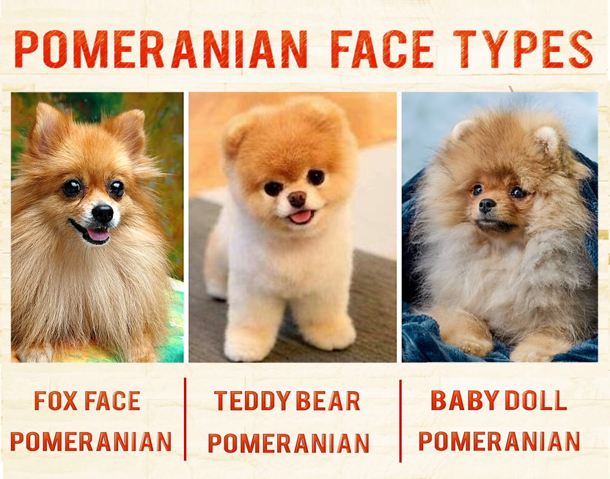 Types of Pomeranians