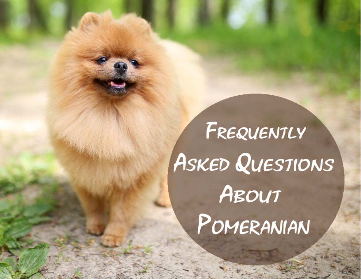 21 Most Popular Questions About Pomeranian