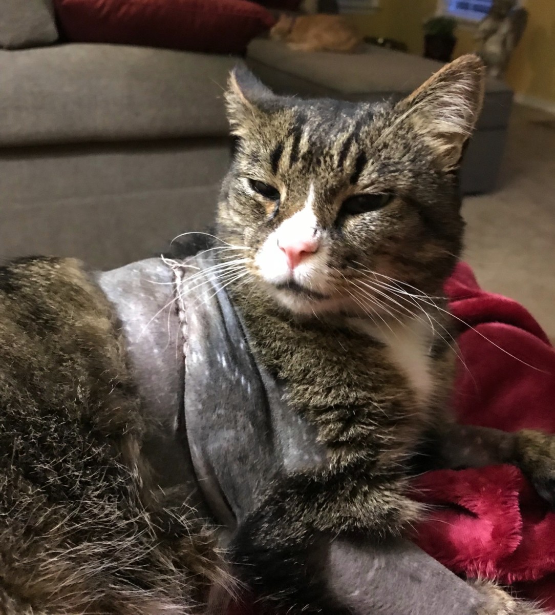 My brave cat Gunter battled sarcoma. He had multiple large tumors removed before ultimately passing away from cancer. We kissed his healed scars and told him how loved he was. (That's his resting grumpy look.)