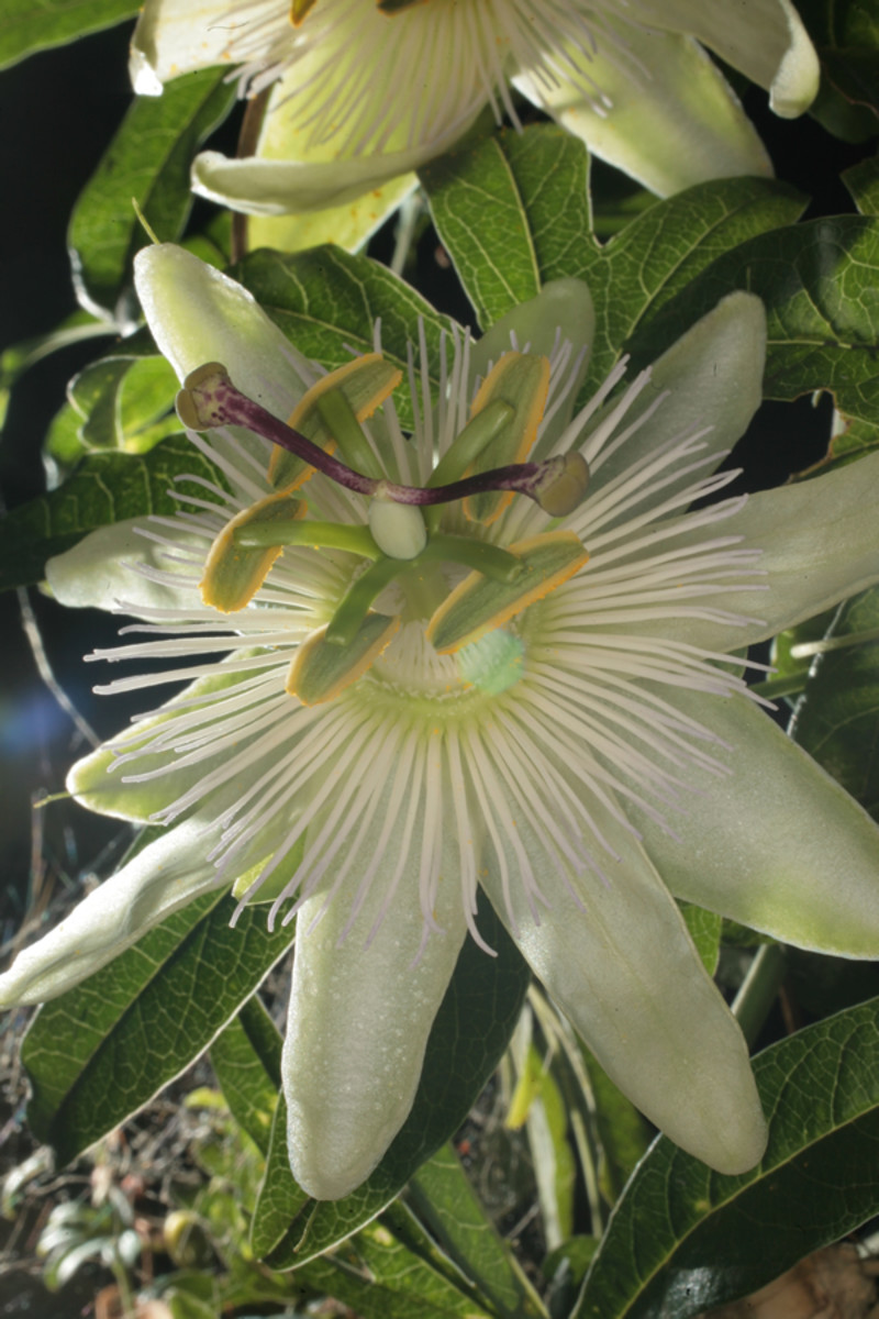 Passiflora heals the nerves and soothes the pain